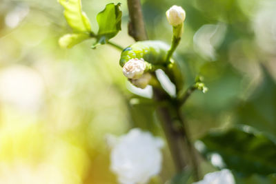 Close-up of flower buds