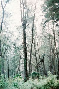 Bare trees in forest