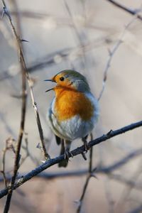 Close-up of bird perching on branch. robin singing with open beak.