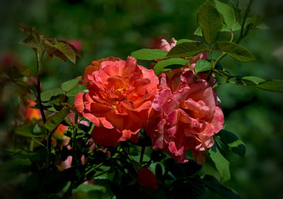 Close-up of red flowers blooming outdoors