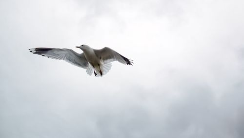 Low angle view of bird flying against sky