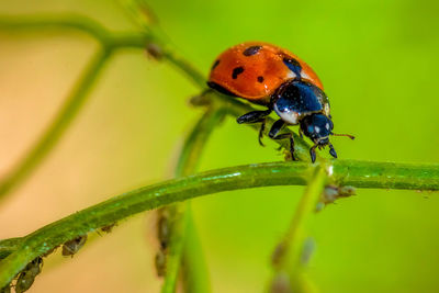 Close-up of ladybug on plant