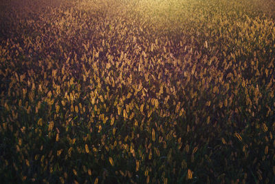 Full frame shot of plants on field