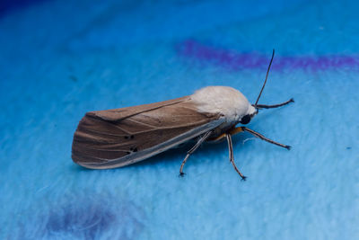 High angle view of butterfly on blue water