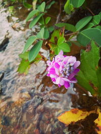 High angle view of pink flowering plant