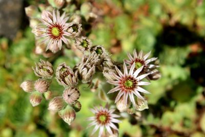 Close-up of white flowering plant
