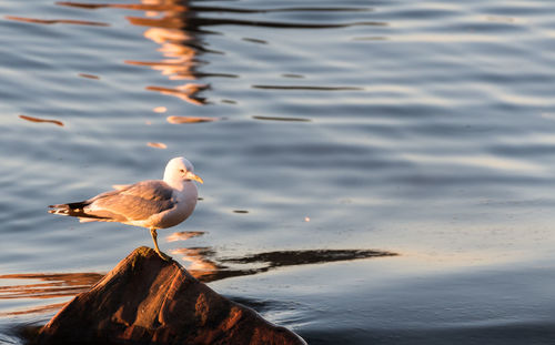 High angle view of seagull perching on rock in lake