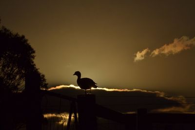 Silhouette birds perching on a orange sunset