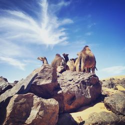 Low angle view of birds on rock against sky