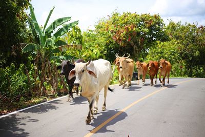 View of cows on road