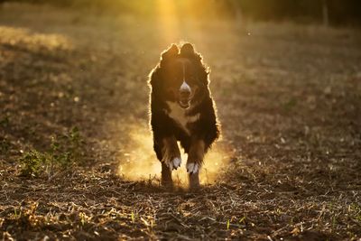 Portrait of dog running on field