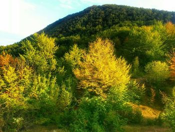 Scenic view of grassy field