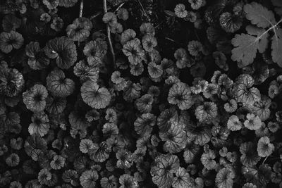 Full frame shot of flowers