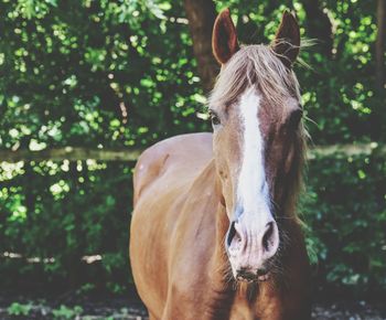 Portrait of horse standing outdoors