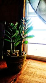 Close-up of potted plant on window sill at home