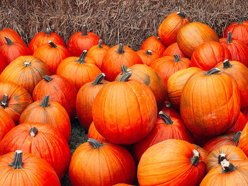 High angle view of pumpkins on field