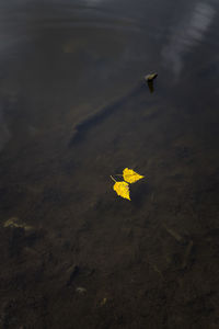 High angle view of yellow leaf floating on water