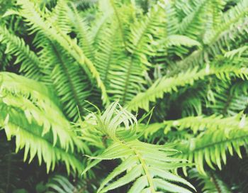 Close-up of fern leaves