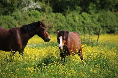 Horse standing on field