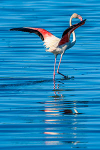 Side view of bird in water