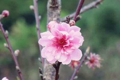 Close-up of pink cherry blossom
