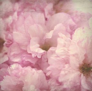 Close-up of pink flower