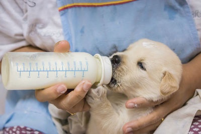 Close-up of woman feeding a puppy