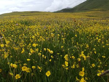 Yellow flowers growing on field