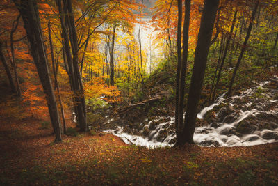 Trees in forest