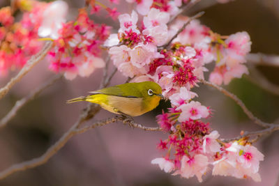 Bird perching on flowering tree