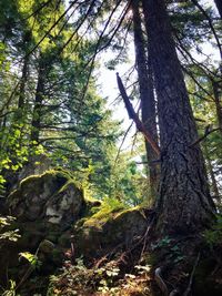 Trees in forest