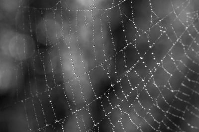 Close-up of water drops on spider web