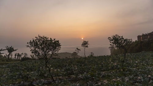 Scenic view of field against sky during sunset