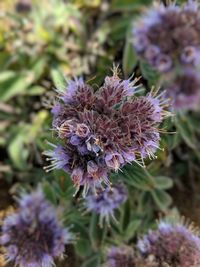 Close-up of purple flowering plant