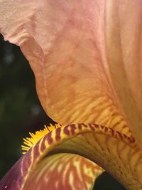 Close-up of flower