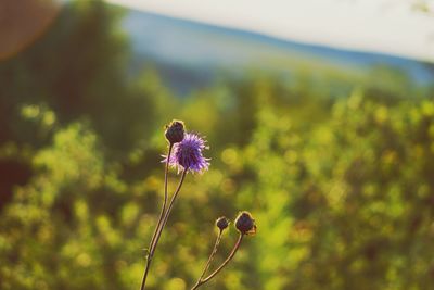 Close-up of purple flowering plant on field