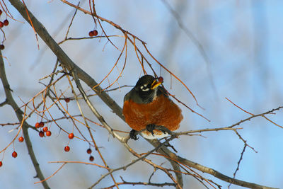 Close-up of bird perching on tree against sky