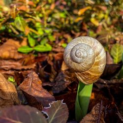 Close-up of snail on land