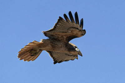 Low angle view of eagle flying against clear blue sky