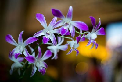 Close-up of purple flowers blooming outdoors