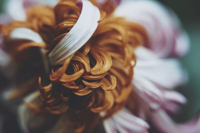 Close-up of rose bouquet