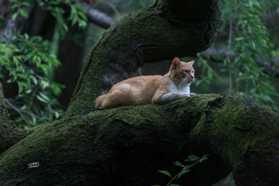 Low angle view of cat lying on branch