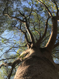 Low angle view of tree in forest