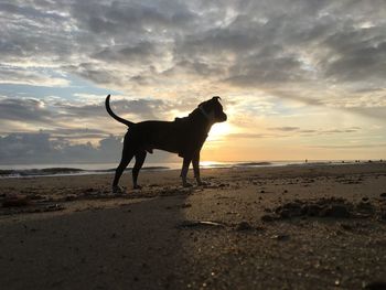 Dog standing on beach against sky during sunset