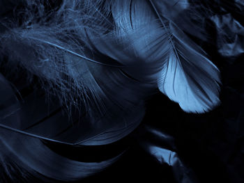 Close-up of feather against white background