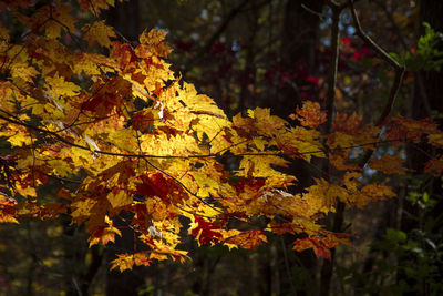 Close-up of maple leaves on tree