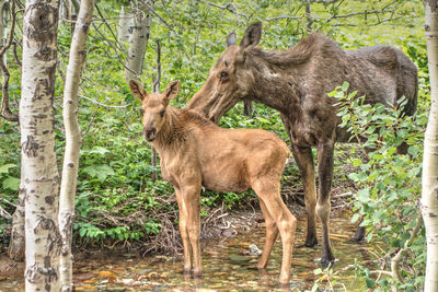 Moose with calf standing at forest