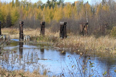 Scenic view of lake in forest