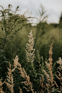 Close-up of flowering plant on field