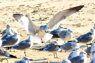 Seagulls on beach